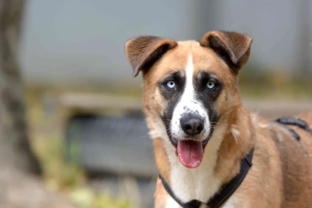 Shirley, male 5yo Mixed Breed for adoption at Tierschutz Austria, Vienna