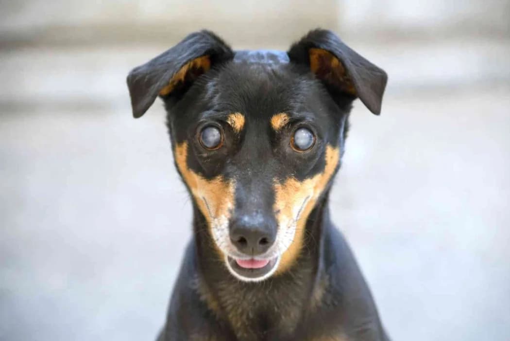 Rico, male senior Mixed Breed for adoption at Tierschutz Austria, Vienna
