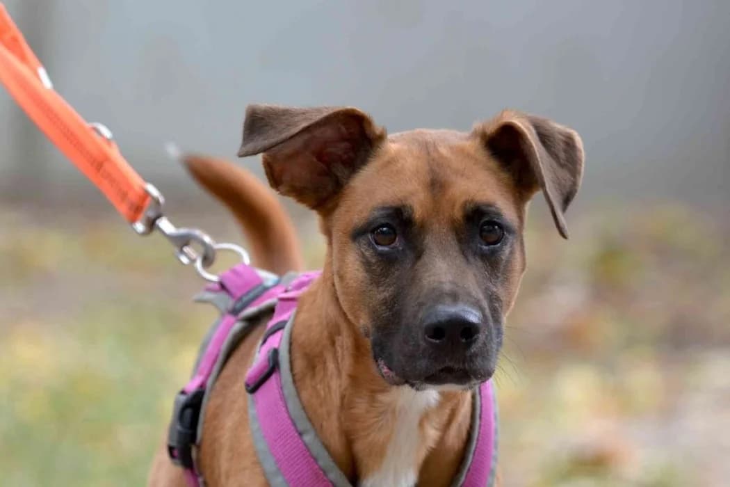 Emma, female senior Mixed Breed for adoption at Tierschutz Austria, Vienna