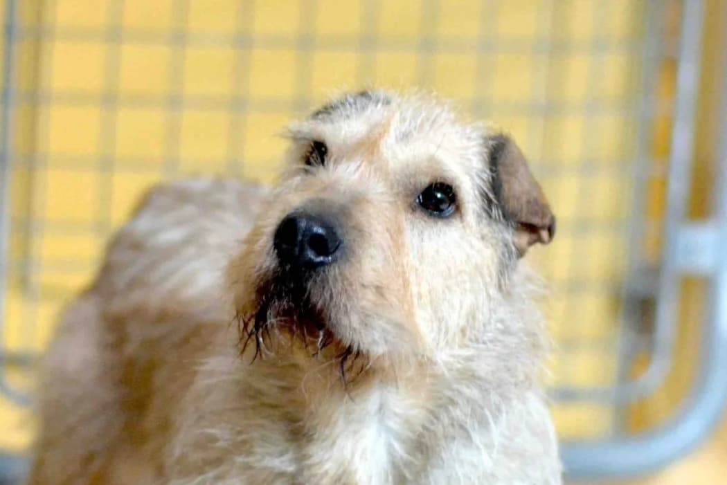 Capry, female 3yo Shar Pei for adoption at Wiener Tierschutzverein, Vienna