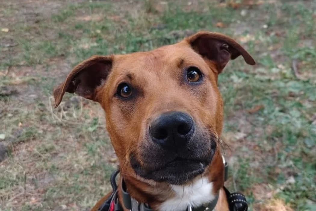 Blue, male young Pit Bull Terrier for adoption at Wiener Tierschutzverein, Vienna