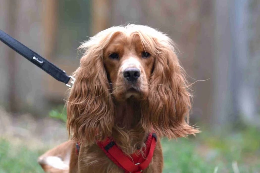 Rocky, male young Cocker Spaniel for adoption at Tierschutz Austria, Vienna