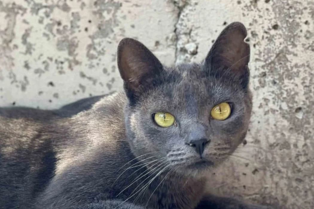 Cica, female young Mixed Breed Cat for adoption at Tierschutz Austria, Vienna