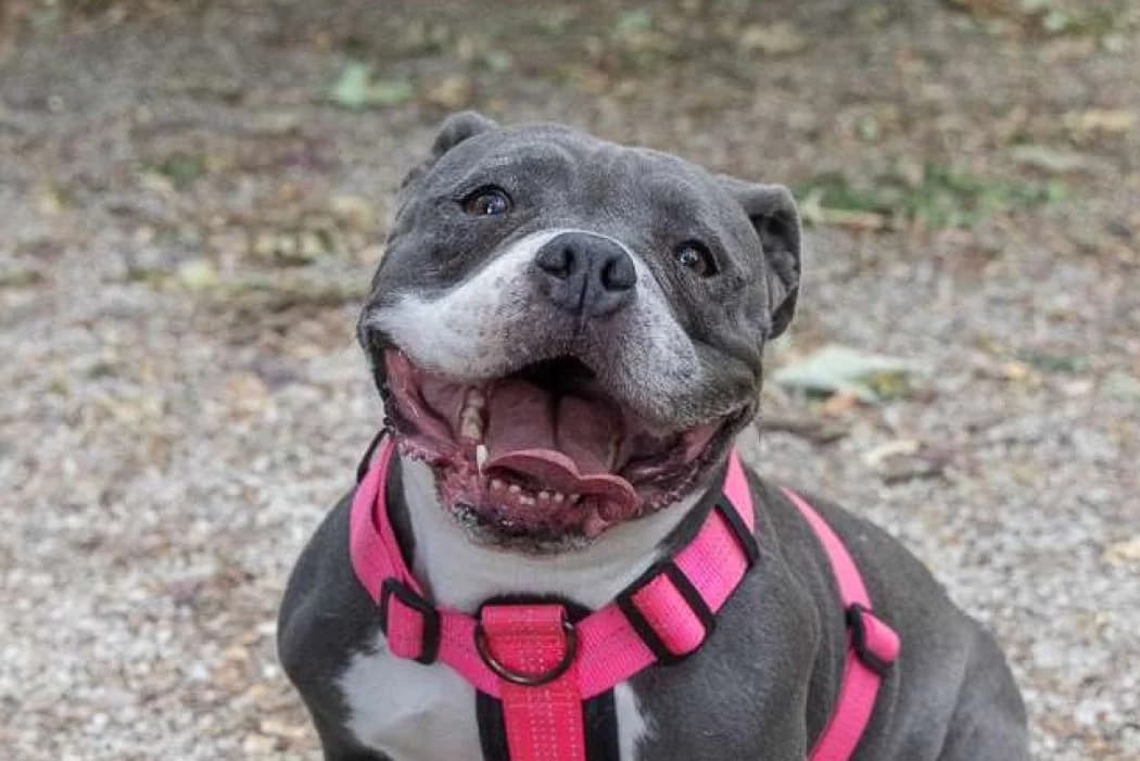 Luna, female senior mixed breed for adoption at Tierschutz Austria, Vienna