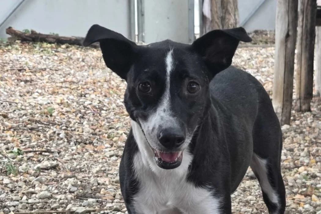 Novia, female 4yo Mixed Breed for adoption at Wiener Tierschutzverein, Vienna