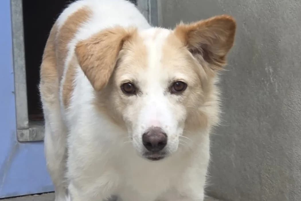 Gaby, female senior Mixed Breed for adoption at Tierschutz Austria, Vienna