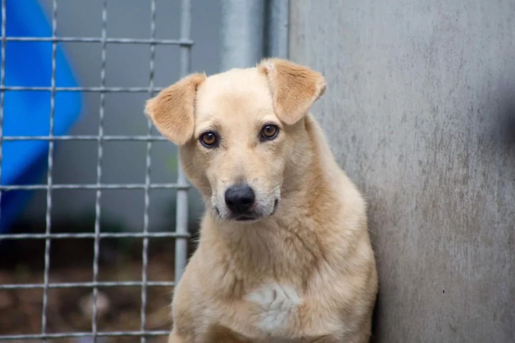 Mina, female 3yo Mixed Breed for adoption at Tierschutz Austria, Vienna