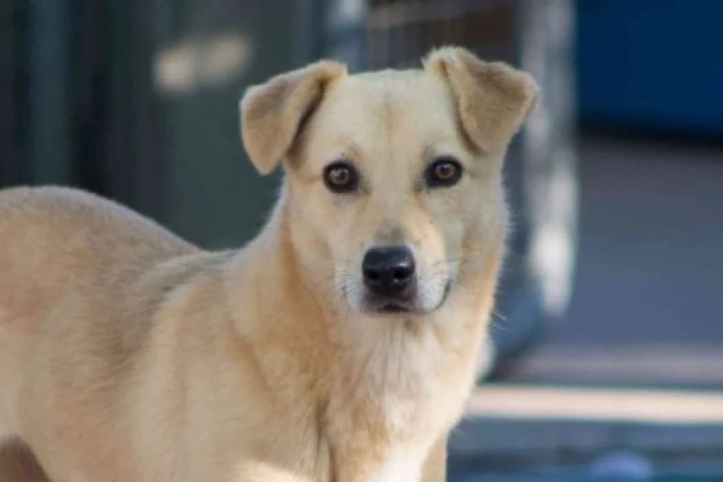 Mina, female 3yo Mixed Breed for adoption at Tierschutz Austria, Vienna