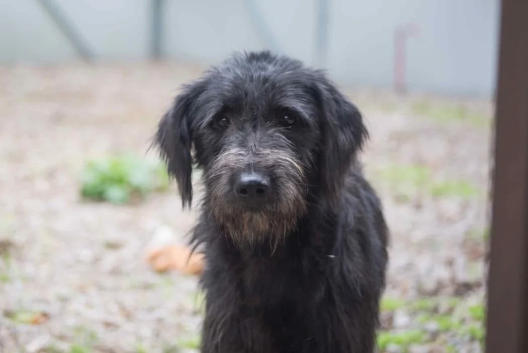 Hermine, female young Mixed Breed for adoption at Tierschutz Austria, Vienna