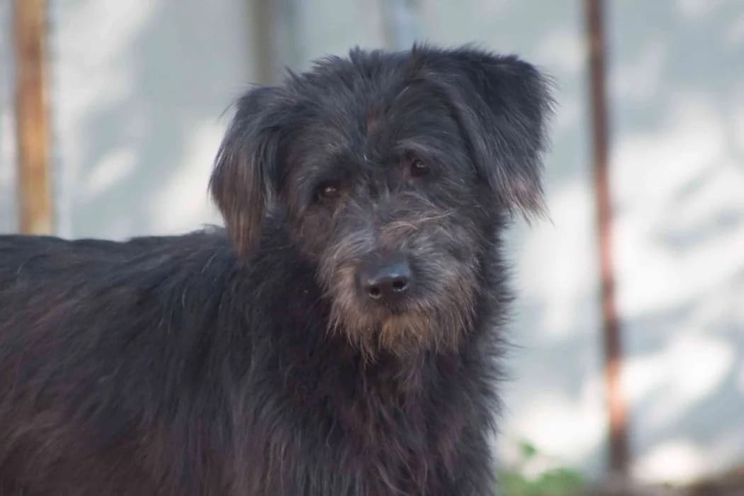 Hermine, female young Mixed Breed for adoption at Tierschutz Austria, Vienna