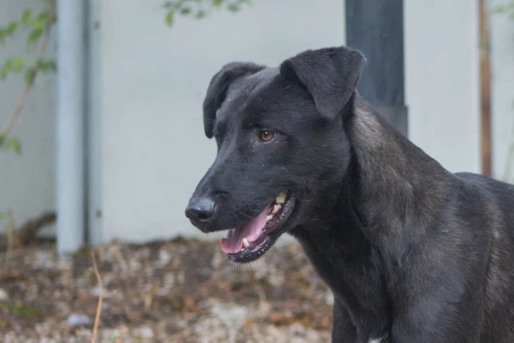 Snape, male young Mixed Breed for adoption at Wiener Tierschutzverein, Vienna