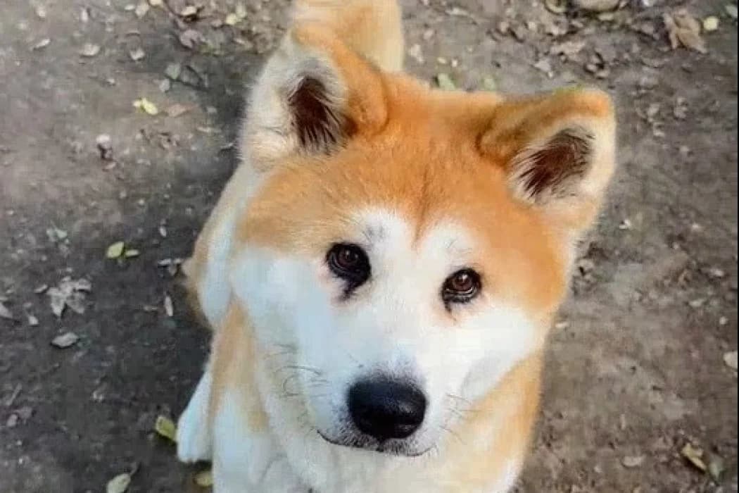 Akira, female senior Akita for adoption at Wiener Tierschutzverein, Vienna