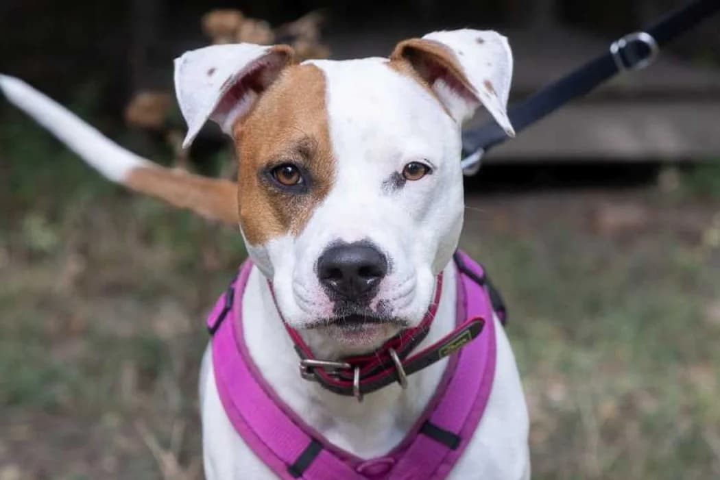 Naomi, female 3yo American Staffordshire Terrier for adoption at Tierschutz Austria, Vienna