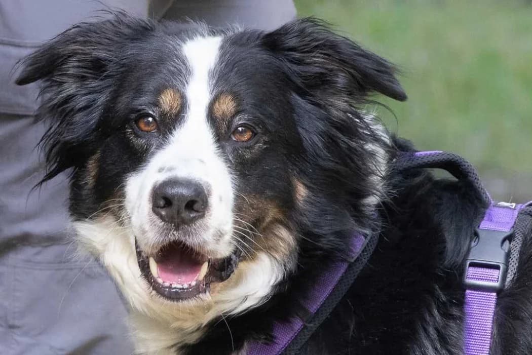 Teddy, male 7yo Mixed Breed for adoption at Tierschutz Austria, Vienna