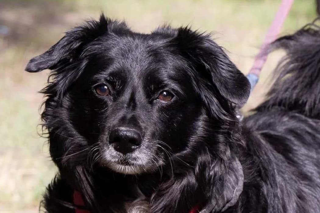 Groschek, male 6yo Mixed Breed for adoption at Tierschutz Austria, Vienna