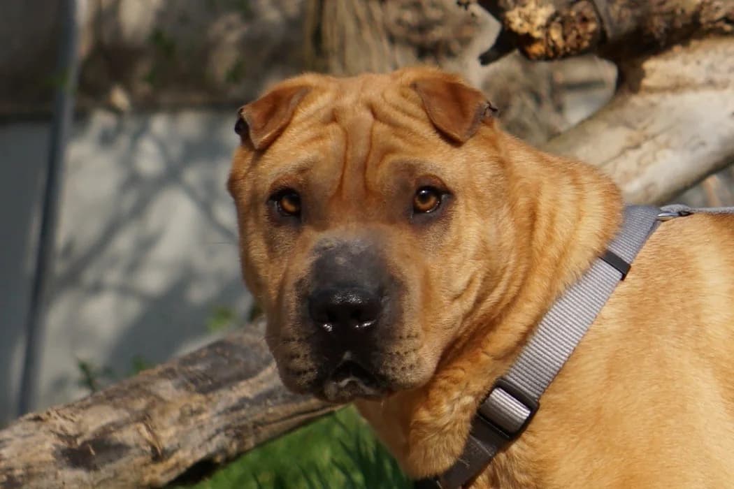 Benno, male young Shar Pei for adoption at Wiener Tierschutzverein, Vienna