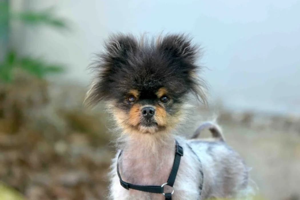 Lio, male 7yo Pomeranian for adoption at Tierschutz Austria, Vienna