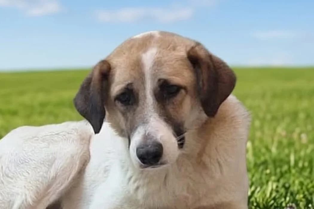 Rosi, female young Mixed Breed for adoption at Tierschutz Austria, Vienna