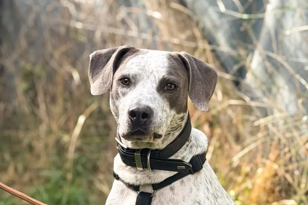 Maylo, male 3yo American Staffordshire Terrier for adoption at Tierschutz Austria, Vienna