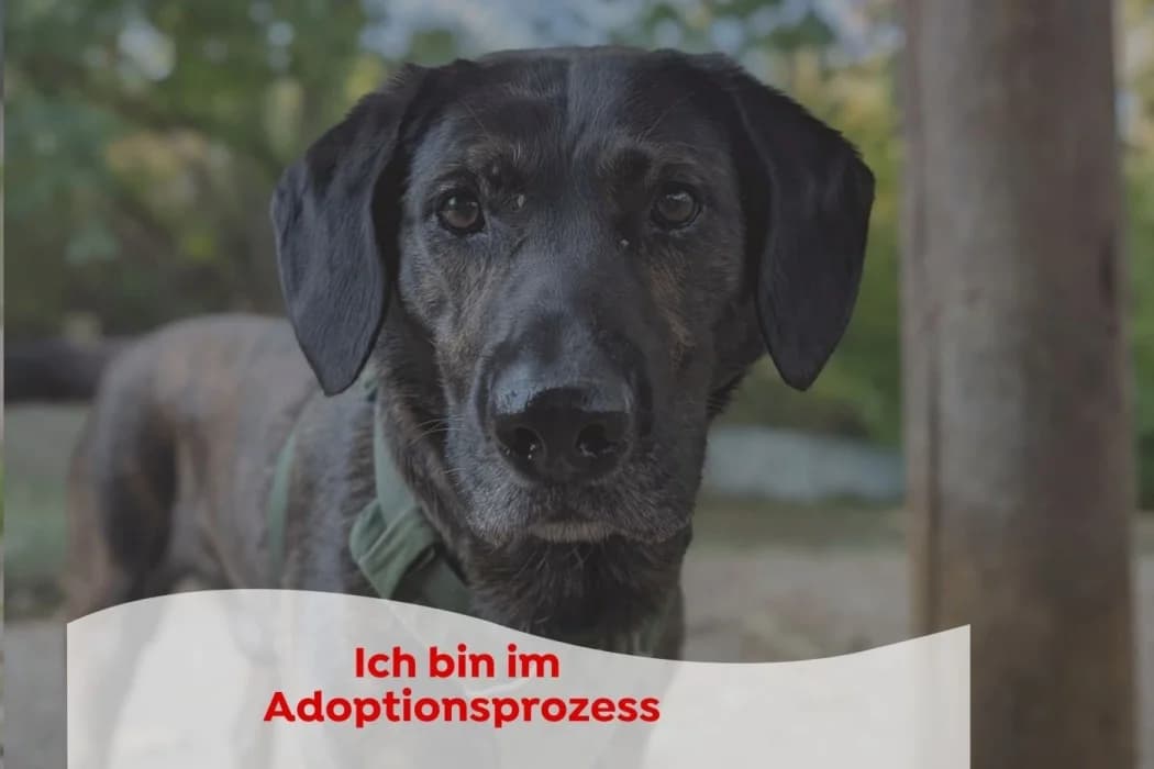 Pauli, male senior Mixed Breed for adoption at Wiener Tierschutzverein, Vienna