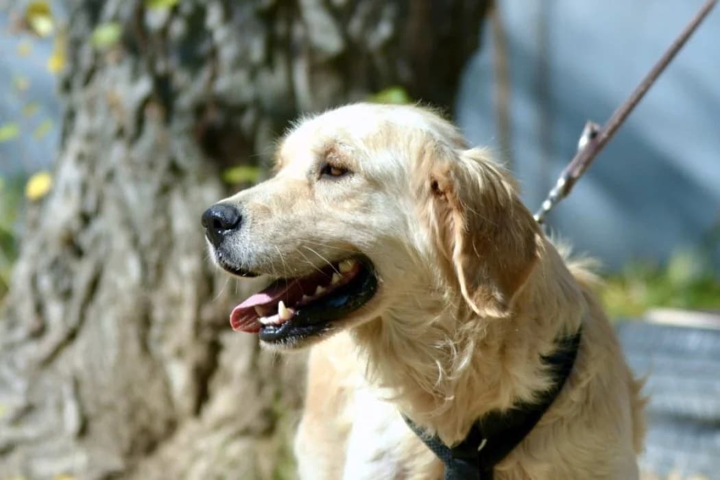 Felix, golden male 4yo Golden Retriever for adoption at Wiener Tierschutzverein, Vienna