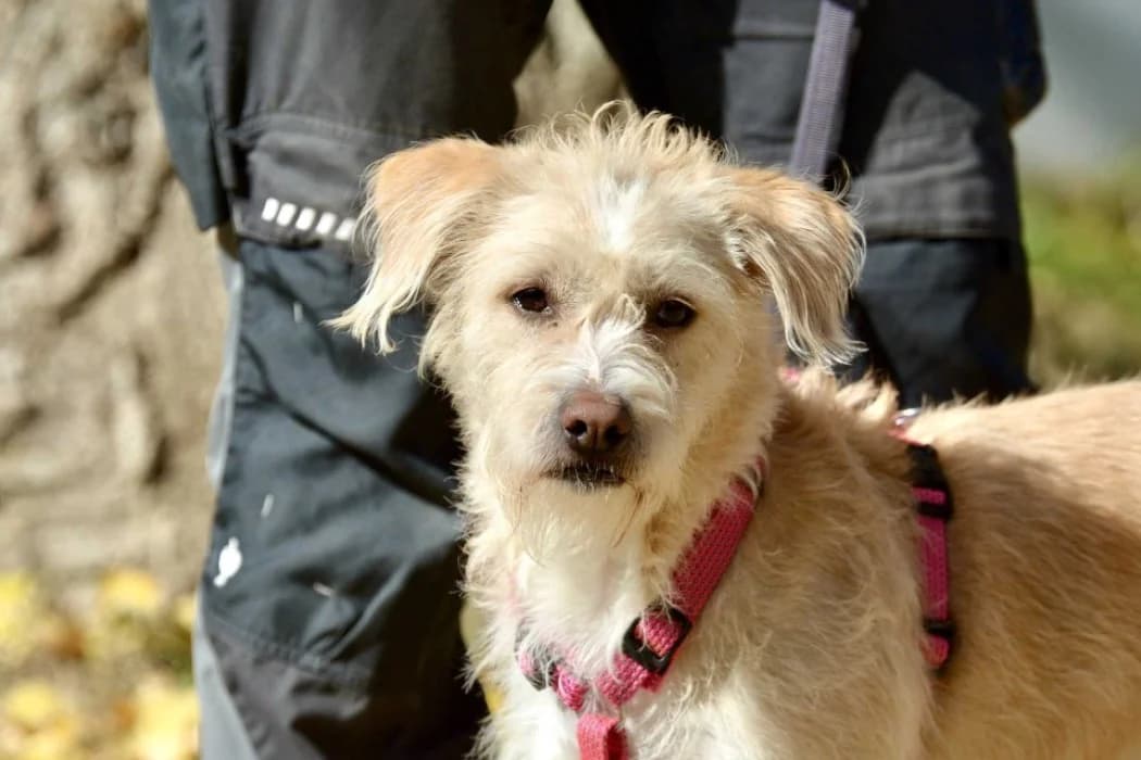 Elly, female 4yo Mixed Breed for adoption at Wiener Tierschutzverein, Vienna