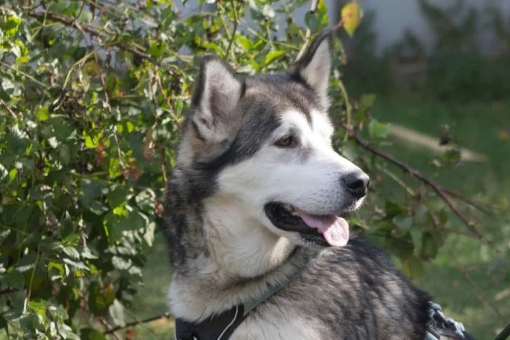 Mio, male 7yo Alaskan Malamute for adoption at Wiener Tierschutzverein, Vienna