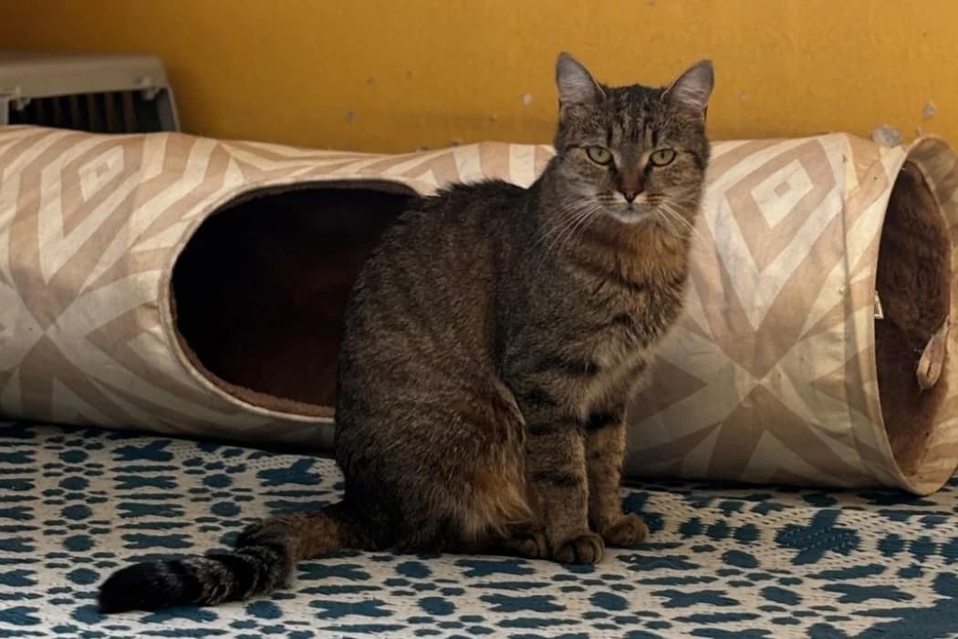 Lenny + Freunde, male young Domestic Shorthair for adoption at Wiener Tierschutzverein, Vienna