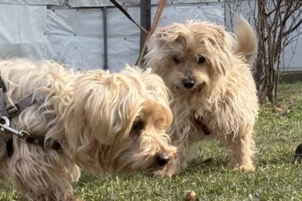 Jenny+Ronny, male Yorkshire Terrier for adoption at Wiener Tierschutzverein, Vienna