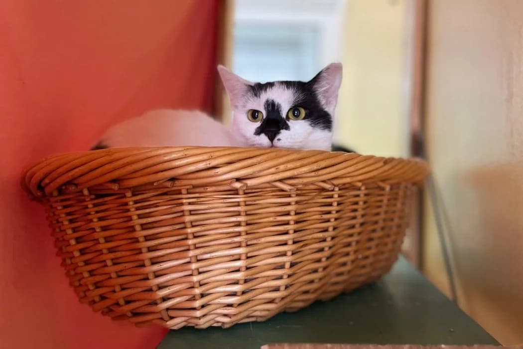 Missy + Freunde, female young Mixed Breed Cat for adoption at Wiener Tierschutzverein, Vienna