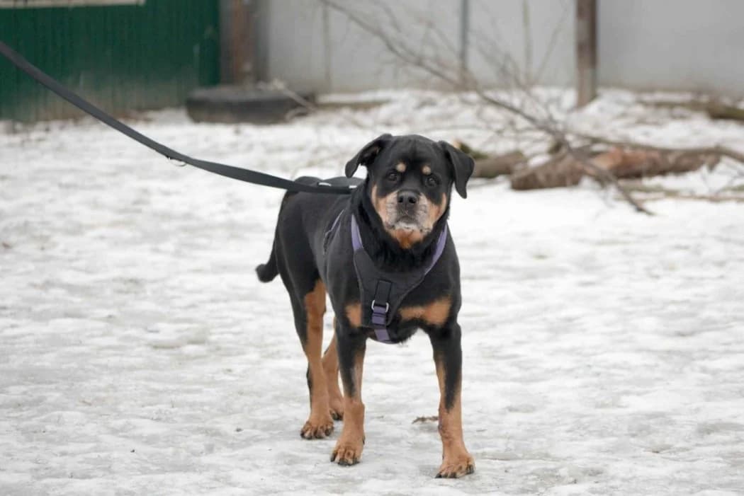 Enya, male senior Rottweiler for adoption at Tierschutz Austria, Vienna