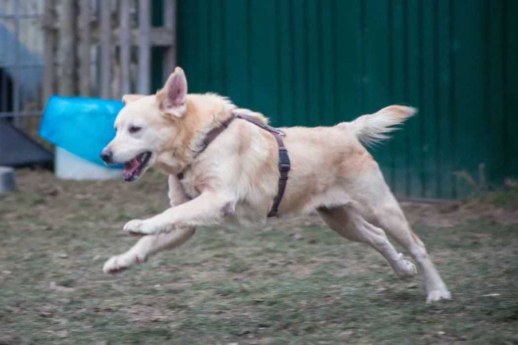 Bella, golden female senior Golden Retriever for adoption at Tierschutz Austria, Vienna