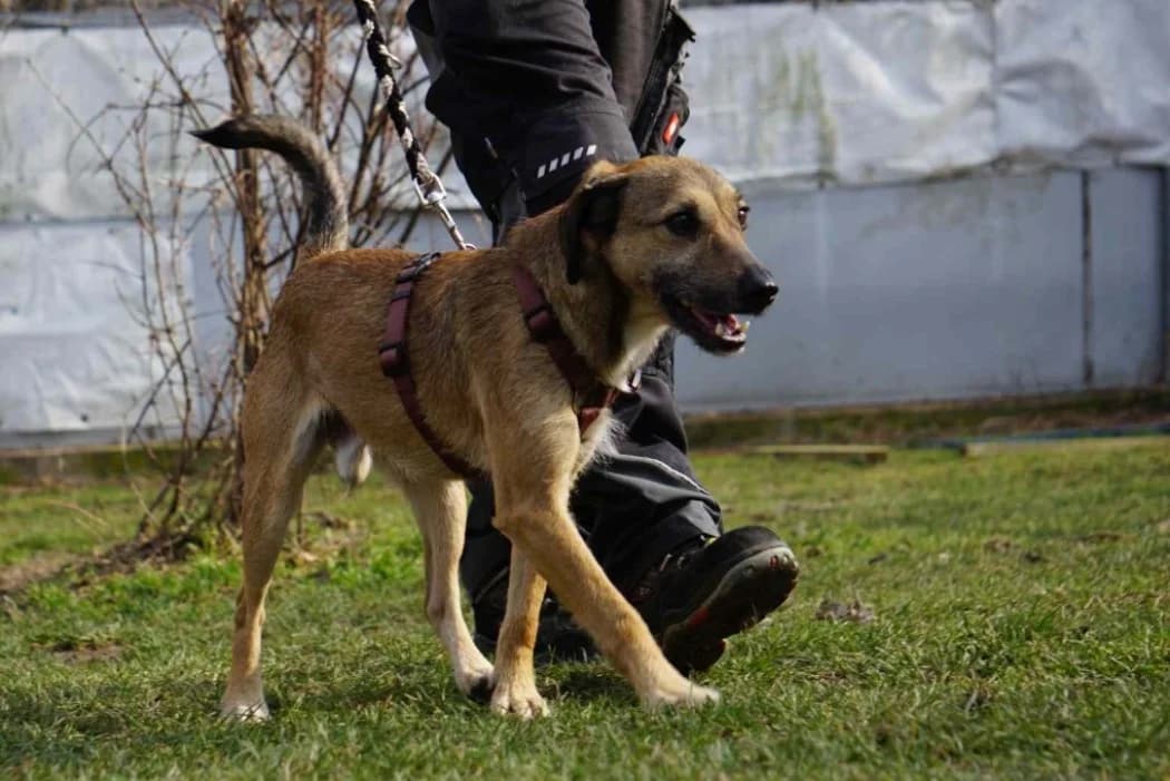 Payakan, male 6yo Mixed Breed for adoption at Wiener Tierschutzverein, Vienna