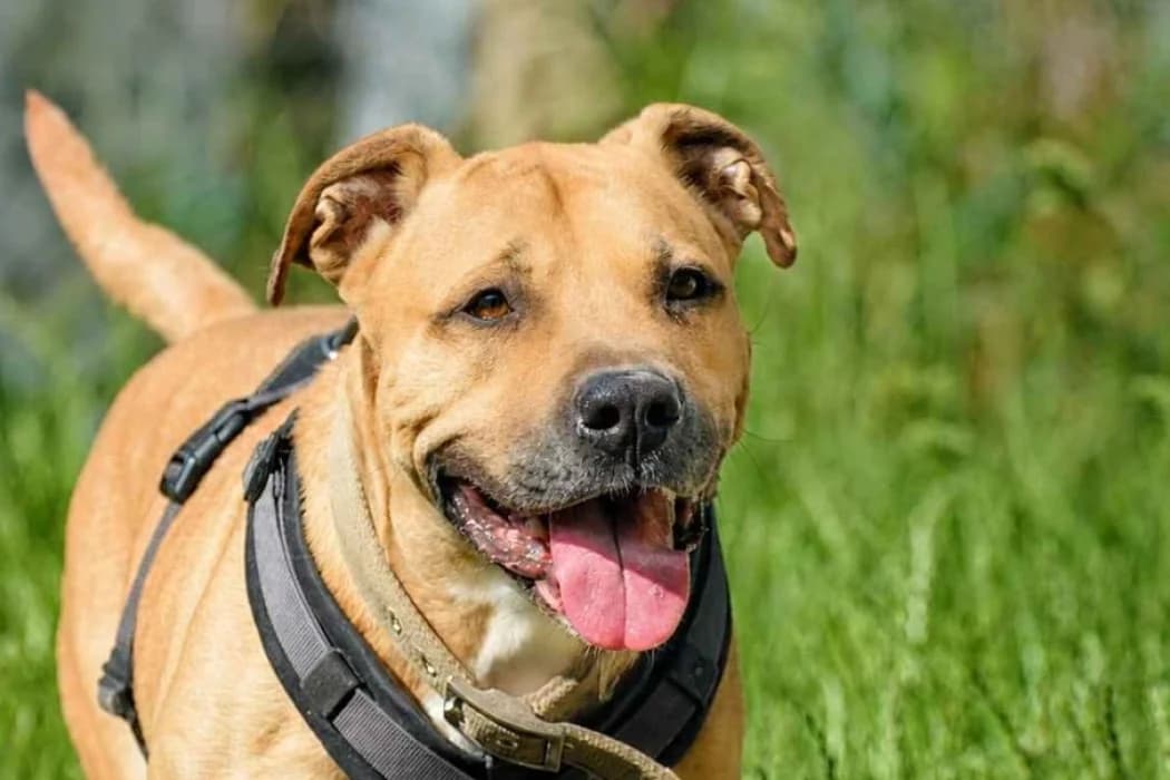 Malki, male senior Mixed Breed for adoption at Tierschutz Austria, Vienna