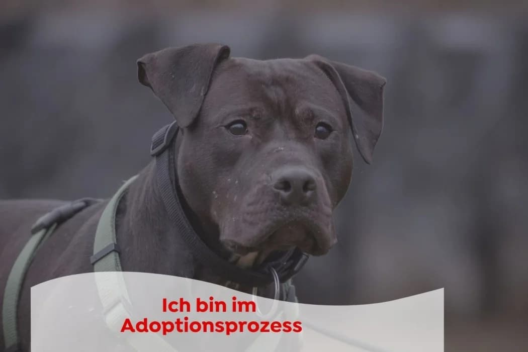 Nimbus, male Mixed Breed for adoption at Tierschutz Austria, Vienna