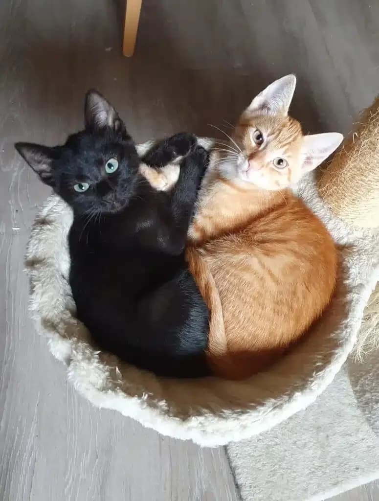 Eowyn & Isildur, rot male Mixed Breed for adoption at Wir für Tier Oberwart, Loipersdorf im Burgenland