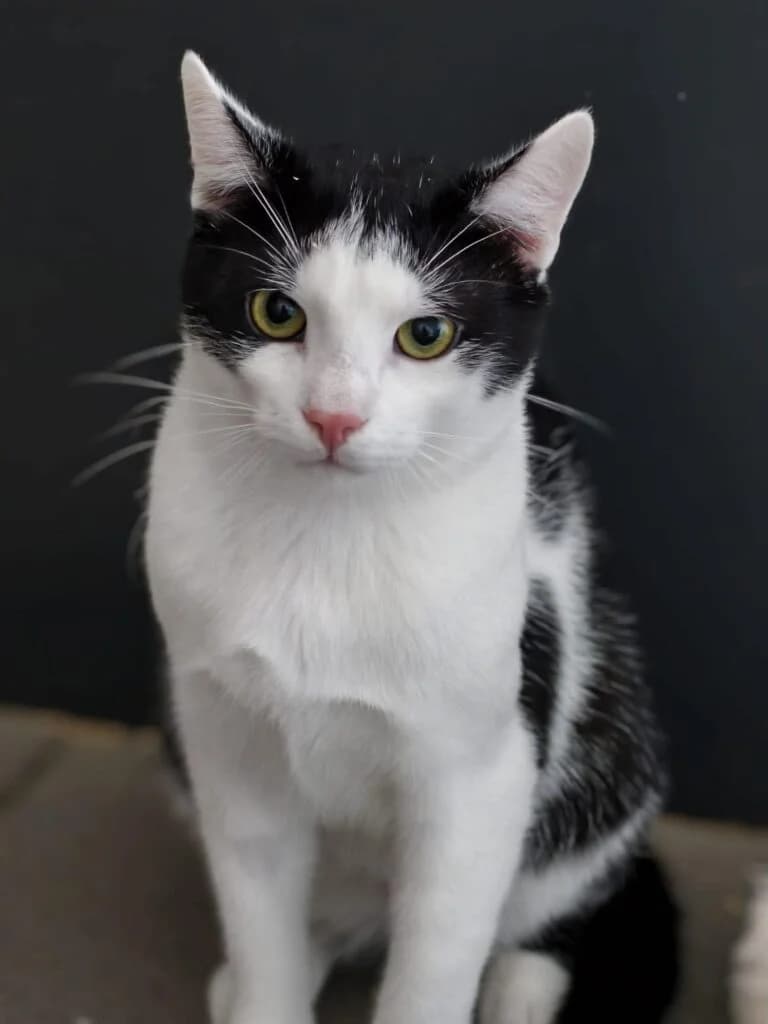 Martin, male Mixed Breed for adoption at Wir für Tier Oberwart, Loipersdorf im Burgenland