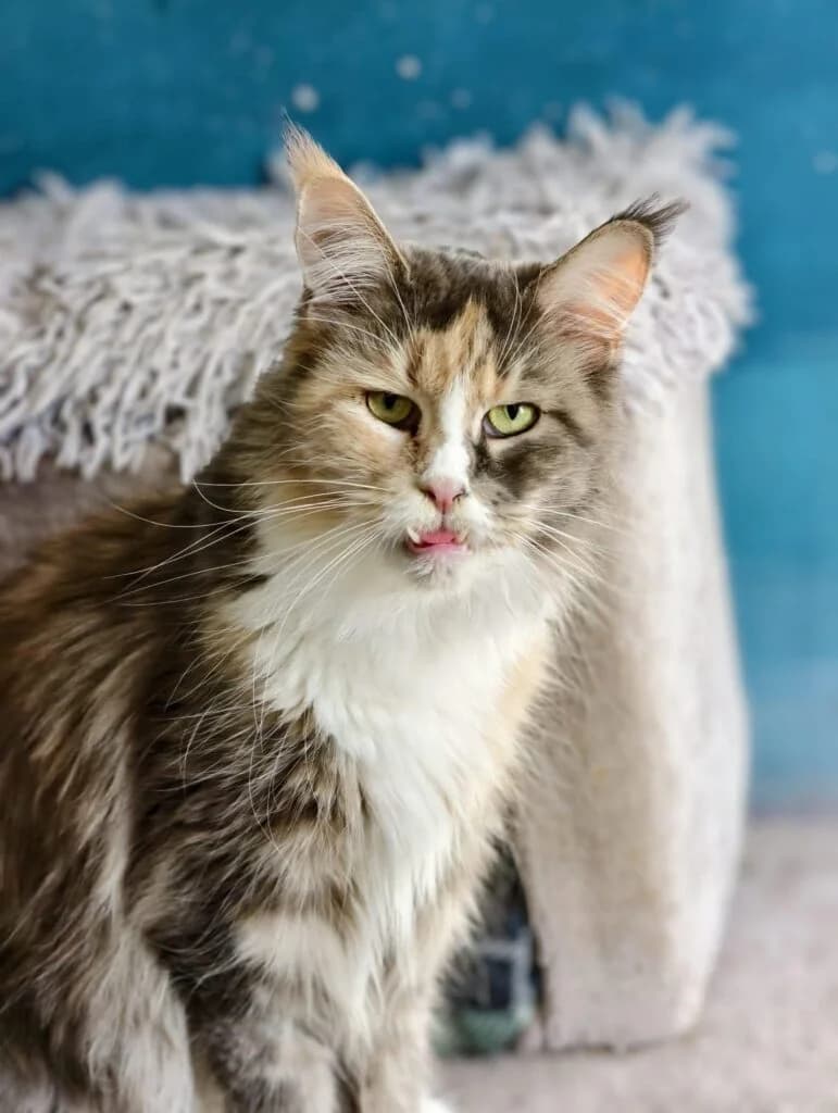 Salsa, female Mixed Breed for adoption at Wir für Tier Oberwart, Loipersdorf im Burgenland