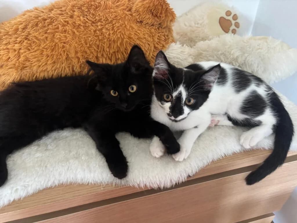 Pip & Flip, female Mixed Breed for adoption at Wir für Tier Oberwart, Loipersdorf im Burgenland