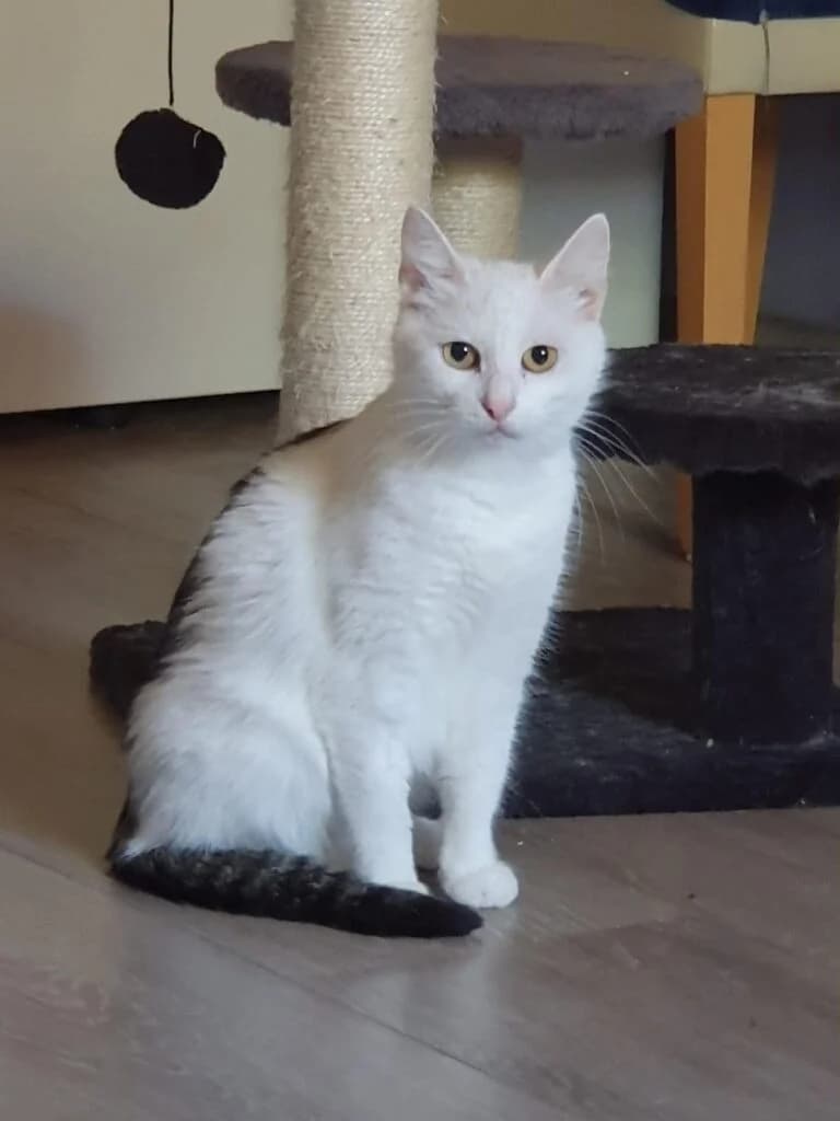 Wendy, female Mixed Breed for adoption at Wir für Tier Oberwart, Loipersdorf im Burgenland