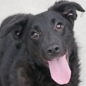 Abra, female Mixed Breed for adoption at Animal Rescue Bosnia, Bosnia