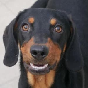 Amira, female puppy Mixed Breed for adoption at Animal Rescue Bosnia, Bosnia