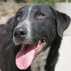 Anica, female 3yo Mixed Breed for adoption at Animal Rescue Bosnia, Bosnia
