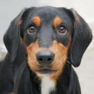 Anka, female puppy Mixed Breed for adoption at Animal Rescue Bosnia, Bosnia