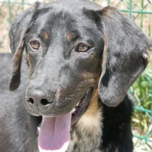 Aris, male Mixed Breed for adoption at Animal Rescue Bosnia, Bosnia