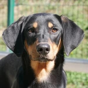Astarea, female puppy Mixed Breed for adoption at Animal Rescue Bosnia, Bosnia