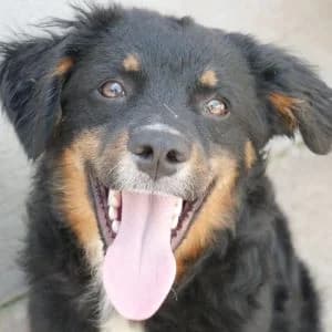 Baldwin, male Mixed Breed for adoption at Animal Rescue Bosnia, Bosnia