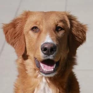 Basco, male puppy Mixed Breed for adoption at Animal Rescue Bosnia, Bosnia