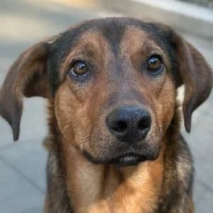 Beppo, male young Mixed Breed for adoption at Animal Rescue Bosnia, Bosnia