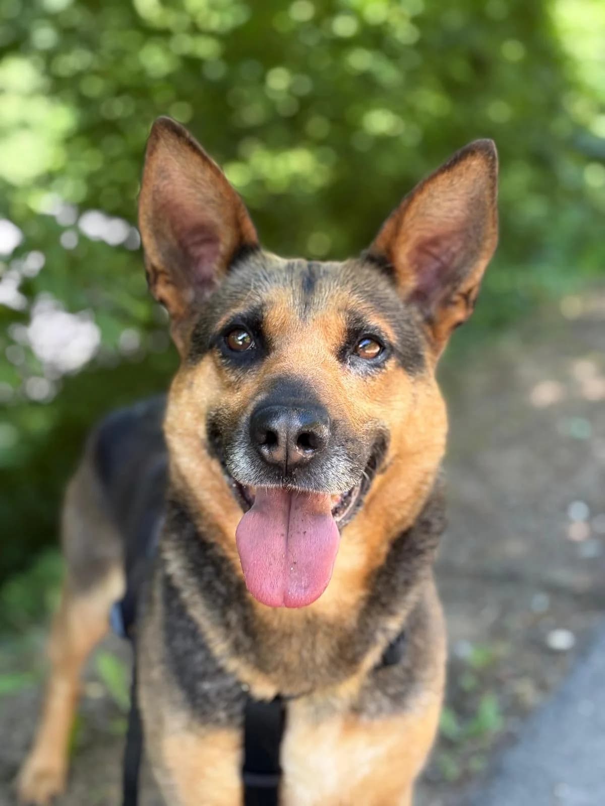Bogota, female 6yo Mixed Breed for adoption at Animal Rescue Bosnia, Bosnia